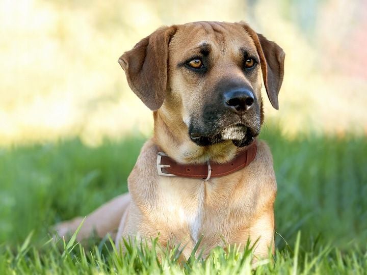 Obroża dla psa z identyfikatorem Cognac rozmiar M zdjęcie 6