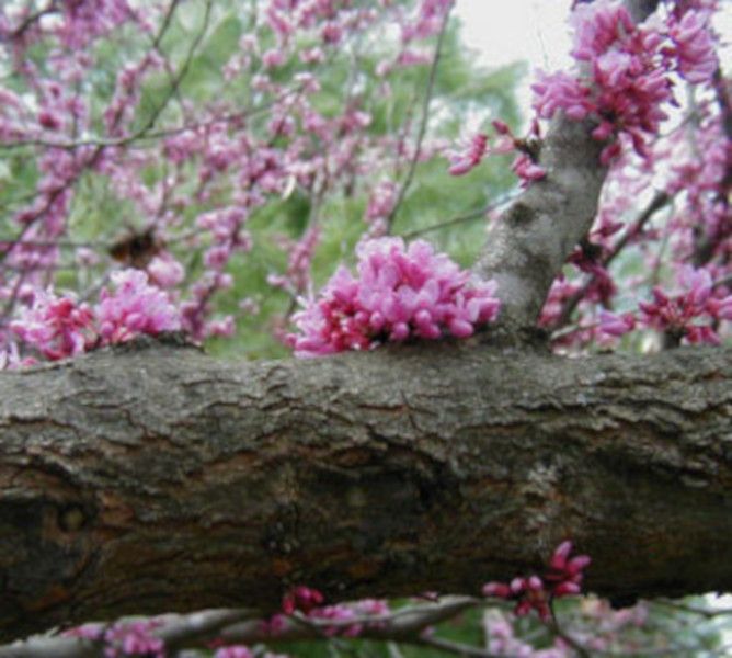 JUDASZOWIEC KANADYJSKI - sadzonki w doniczkach zdjęcie 4