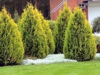 Tuja złoty Brabant żywotnik sadzonki 40-50cm P9