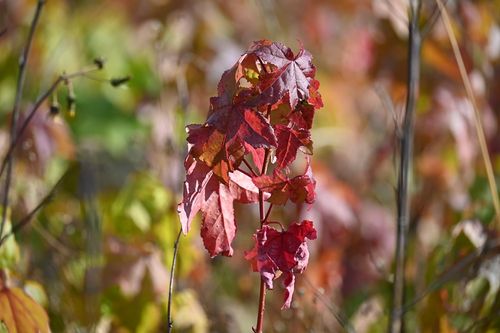 Ambrowiec amerykański - Liquidambar styraciflua na Arena.pl