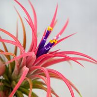 Tillandsia OPLĄTWA ionantha Intensywnie czerwona W ZIMOWYM OPAKOWANIU