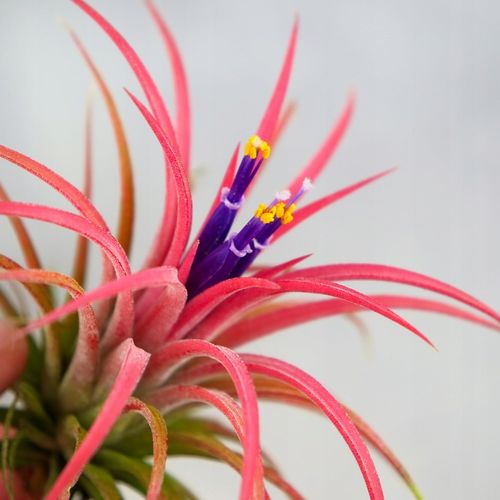 Tillandsia OPLĄTWA ionantha Intensywnie czerwona W ZIMOWYM OPAKOWANIU na Arena.pl
