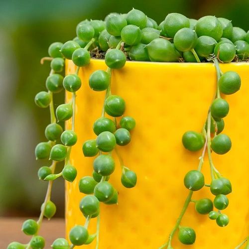 Senecio Rowleyanus - ZIELONY SZNUR KORALI - Niespotykany Starzec na Arena.pl