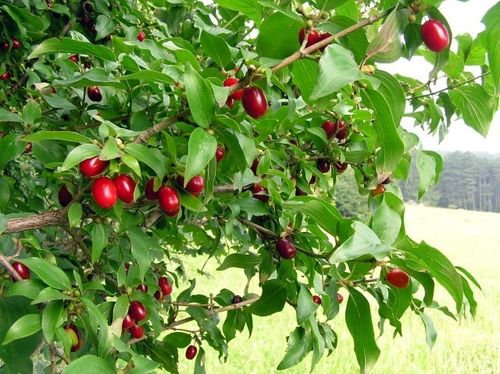 Dereń jadalny Aurea 60-80cm C2 na Arena.pl