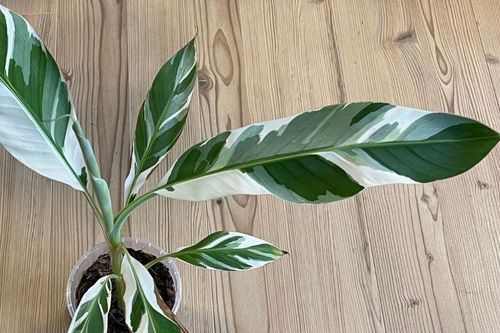 Bananowiec Florida Variegata 30-50cm P10 na Arena.pl