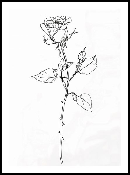 Plakat 50x70cm Kontur Róży zdjęcie 3