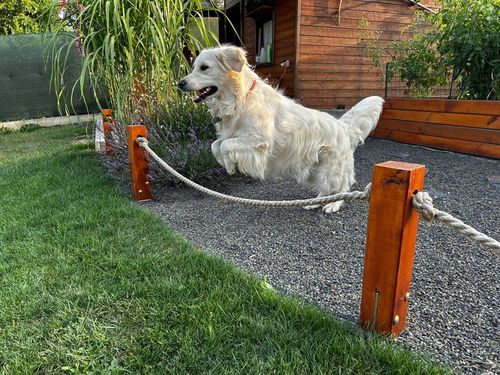 VITAR Veterinae Mineral Forte 500 g - dla mocnych i zdrowych zębów i kości na Arena.pl
