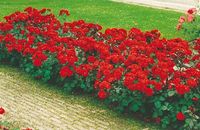 RÓŻA RÓŻE RABATOWA CZERWONA