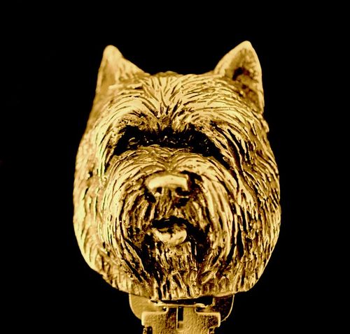 Cairn Terrier - klips - 1028 na Arena.pl