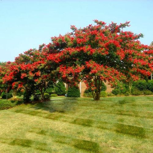 LAGERSTROEMIA czerwona bez południa - sadzonki 80 / 110 cm na Arena.pl