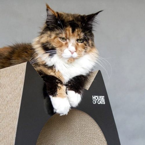 Drapak Cat Drapak dla kota Cat Black na Arena.pl