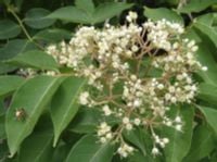 EWODIA CHIŃSKA Hupehensis sadz. w don. Miododajna!