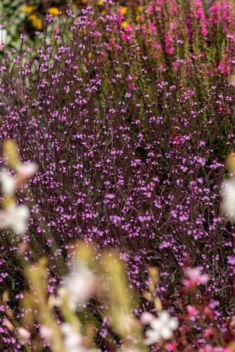 Werbena patagońska Bampton - Verbena officinalis na Arena.pl