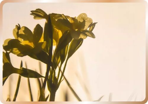 OEPAROL olej z nasion wiesiołka 120 kapsułek na Arena.pl