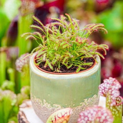 Drosera Capensis CZERWONA ROSICZKA Przylądkowa TROPIKALNA Owadożerna - na Arena.pl