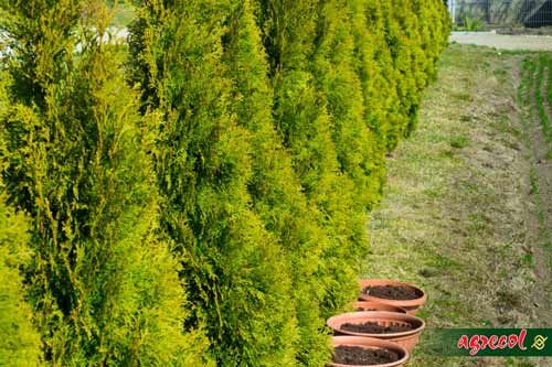 Nawóz do iglaków 1,2kg zdjęcie 6