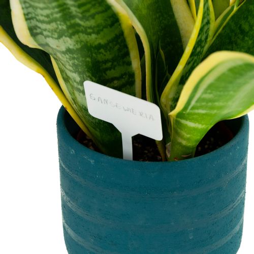 ETYKIETY TABLICZKI DO OPISYWANIA ROŚLIN NASION SADZONEK ZNACZNIKI 31SZ na Arena.pl