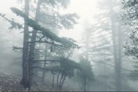 Fototapeta Las we Mgle Natura PEJZAŻ do Salonu 270x180