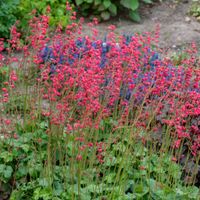 Żurawka krwista LEUCHTKAFER Sanguinea Jaskrawo-Czerwone kwiaty Sadzonki 1L