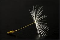 100 70CM OBRAZ PŁÓTNO DMUCHAWCE LATAWCE PŁÓTNO RAMA