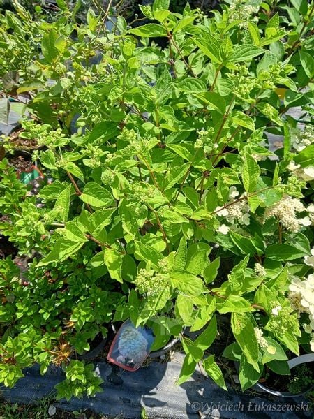 Hortensja bukietowa Grandiflora-Hydrangea paniculata zdjęcie 4