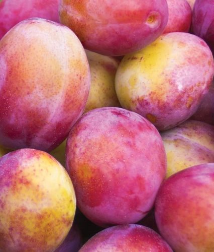 Śliwa KRÓLOWA WIKTORIA - doskonała DUŻA SŁODKA samopylna SOCZYSTA na Arena.pl