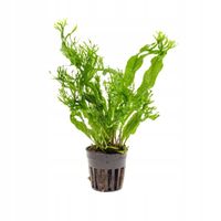 MICROSORIUM WINDELOV D roślina sadzonka do akwarium