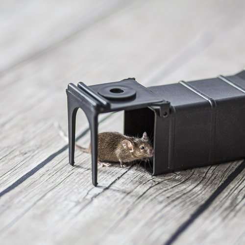 Pułapka na myszy - żywołapka na Arena.pl