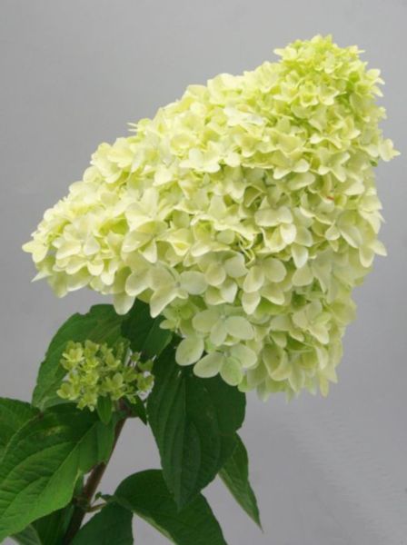 HORTENSJA MAGICAL CANDLE - sadzonki w doniczkach zdjęcie 1