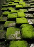 Plakat 40x55cm Zielona Mozaika