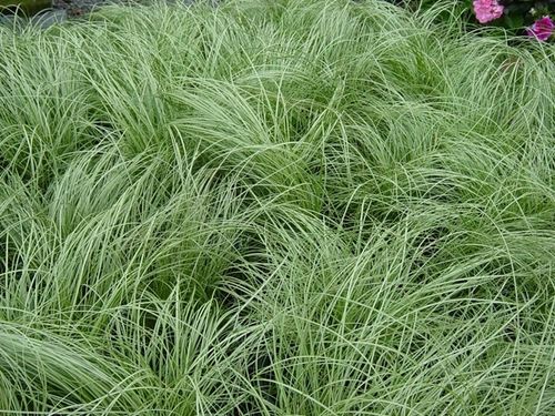 Turzyca włosista FROSTED CURLS Srebrzysta trawa Zimozielona Sadzonki P9 na Arena.pl