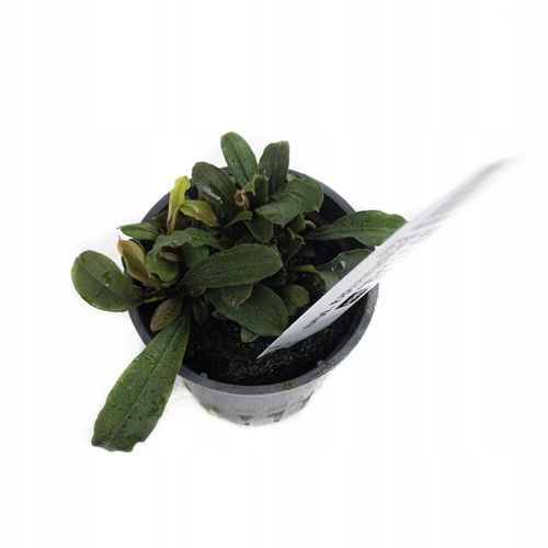 Bucephalandra "Mini Red" na Arena.pl