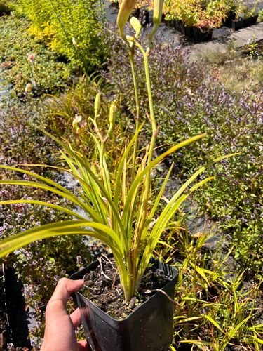 Liliowiec 'Hall's Pink' (Hemerocallis) P13 na Arena.pl