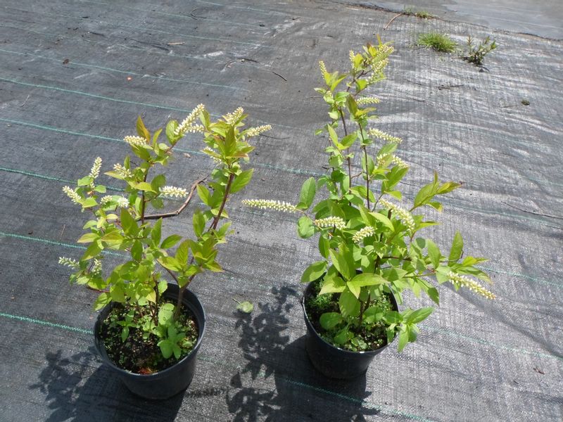 Itea wirginijska 40-60cm C2 zdjęcie 6