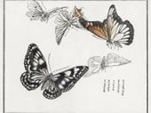 Plakat 100x75cm Ilustracje Motyle Morimoto Toko Japoński Vintage do Salonu