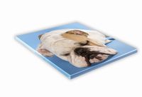 SZKLANA DESKA KUCHENNA 30x30 480f Buldog angielski