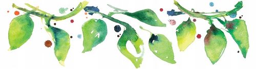 BIO Oliwa z oliwek extra virgin GRECJA puszka 1 l Bioilis na Arena.pl