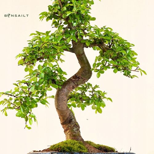 Drzewko Bonsai Wiąz Chiński 25–30 cm – Ulmus parvifolia P15 S na Arena.pl