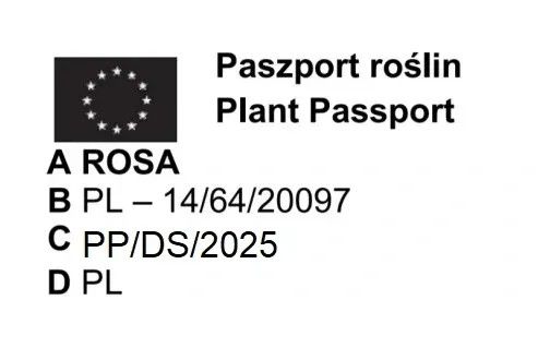 RÓŻA rabatowa fioletowa - sadzonki 20 / 30 cm na Arena.pl