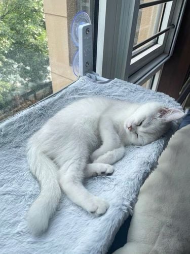 Hamak dla kota do okna – legowisko 52×30, idealne do obserwacji otoczenia! na Arena.pl