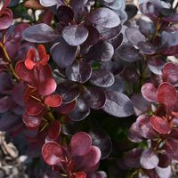 Berberys Thunberga 'Helmond Pillar' PURPUROWE LIŚCIE (Berberis thunbergii)