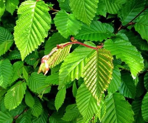 GRAB - sadzonki 40 / 60 cm na Arena.pl