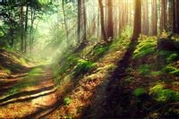 Fototapeta 3D Las Natura PEJZAŻ do Sypialni 135x90