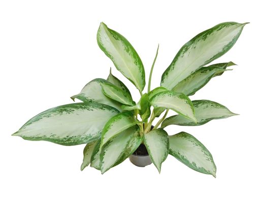 AGLAONEMA Cleopatra 60 cm na Arena.pl