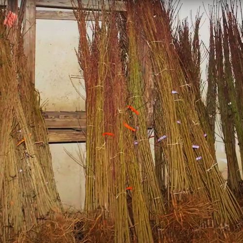 Śliwa WĘGIERKA DĄBROWICKA Twoja działka zasługuje na VIP-a wśród na Arena.pl