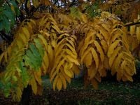 SKRZYDŁORZECH KAUKASKI - sadzonki w doniczkach