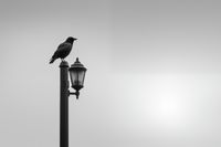 Plakat 30x20cm Samotny Postój Kruka