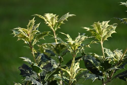 Osmantus o ciekawym wybarwieniu i zimozielony na Arena.pl