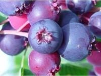 ŚWIDOŚLIWA SZCZEPIONA NA PNIU DUŻE SADZONKI POLSKA PRODUKCJA MŁODA SADZONKA