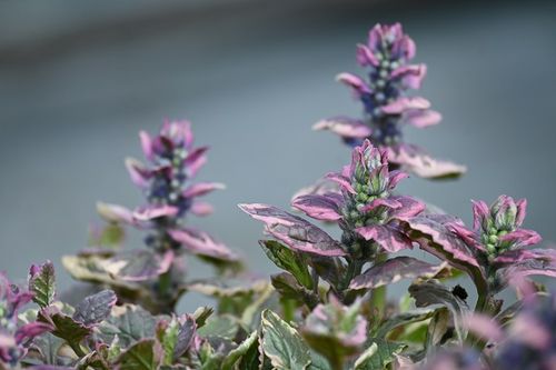 Dąbrówka rozesłana Burgundy Glow - Ajuga reptans na Arena.pl